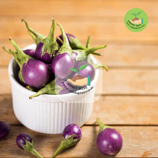 พิเศษ9บาท เมล็ดพันธุ์มะเขือไข่เต่า 50 เมล็ด