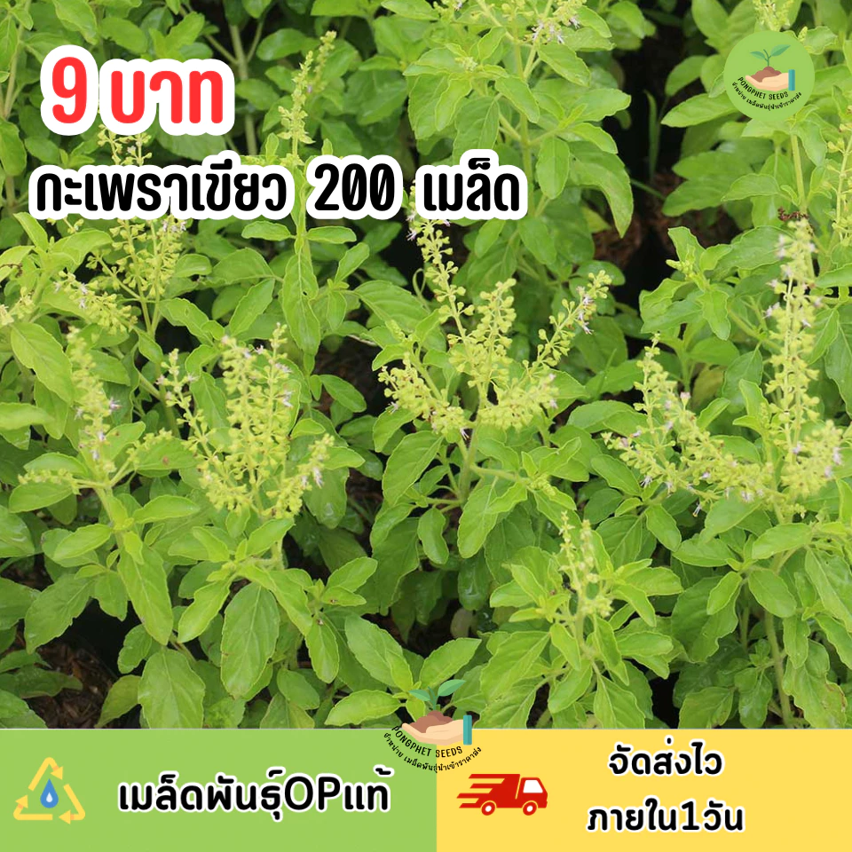 พิเศษ9บาท เมล็ดพันธุ์กะเพราเขียว 200 เมล็ด