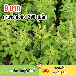 พิเศษ9บาท เมล็ดพันธุ์กะเพราเขียว 200 เมล็ด