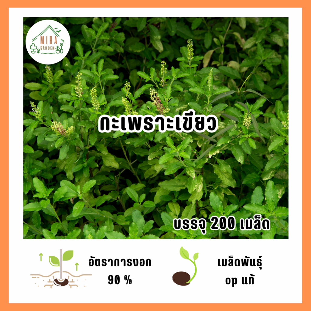 เมล็ดพันธุ์กะเพราเขียว 200 เมล็ด