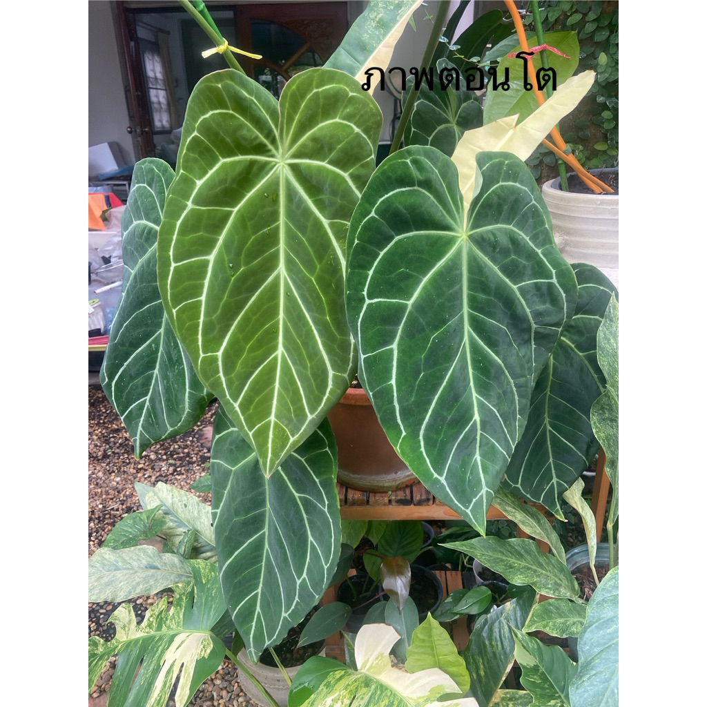 หน้าวัวใบหัวใจ Anthurium Hybrid (Crys x Mag) ต้นใหญ่สวยคุ้มมม