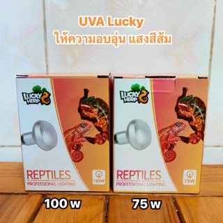 ชุดกกไฟ UVA และ UVB พร้อมใช้งาน