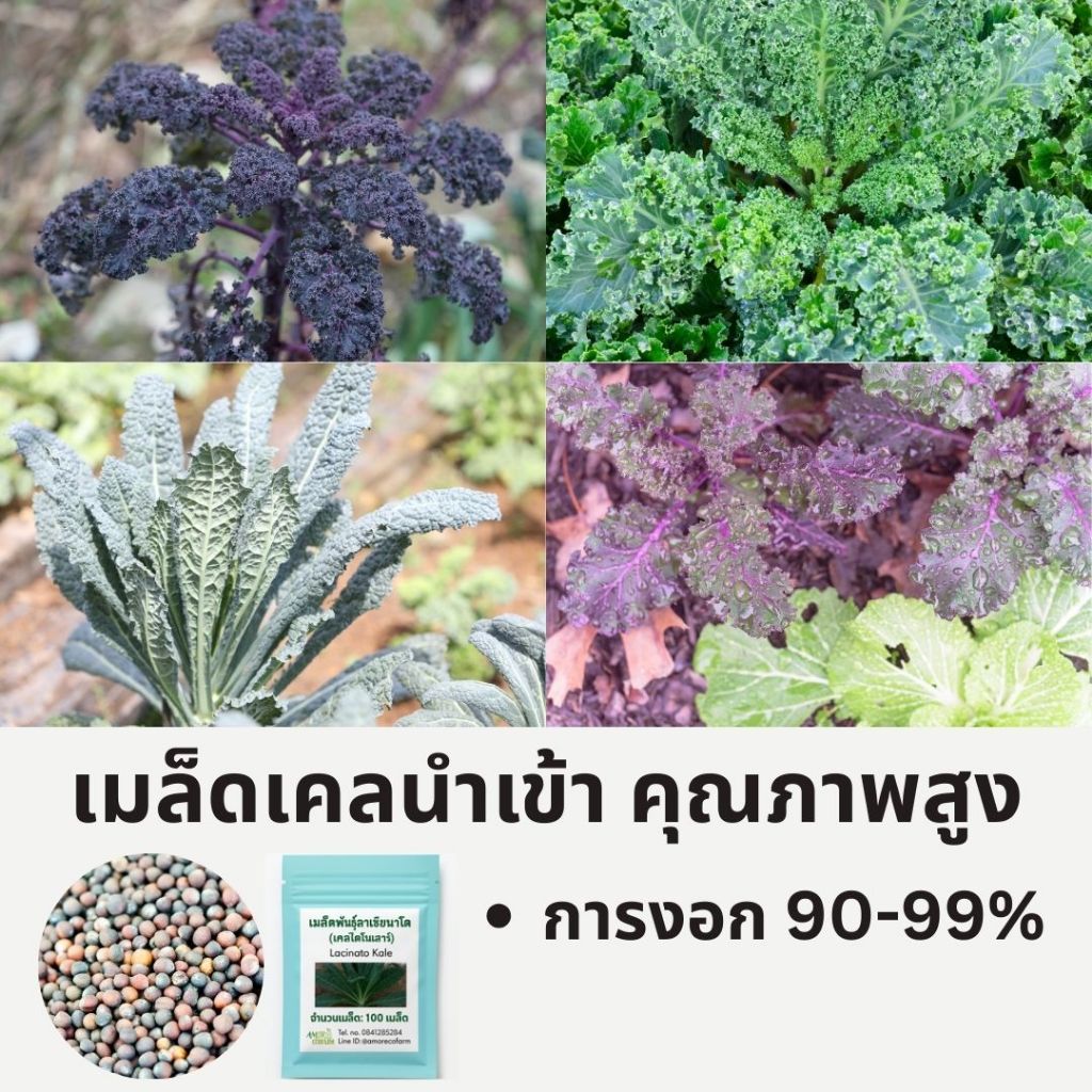 Kale Seeds เมล็ดเคล ปลูกผักสลัด ผักสวนครัว | สการ์เล็ต • ลาซินาโต • บลูสก็อตช์ • เรดรัสเซียน