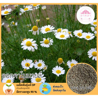 ดอกคาโมมายล์ 200 เมล็ด