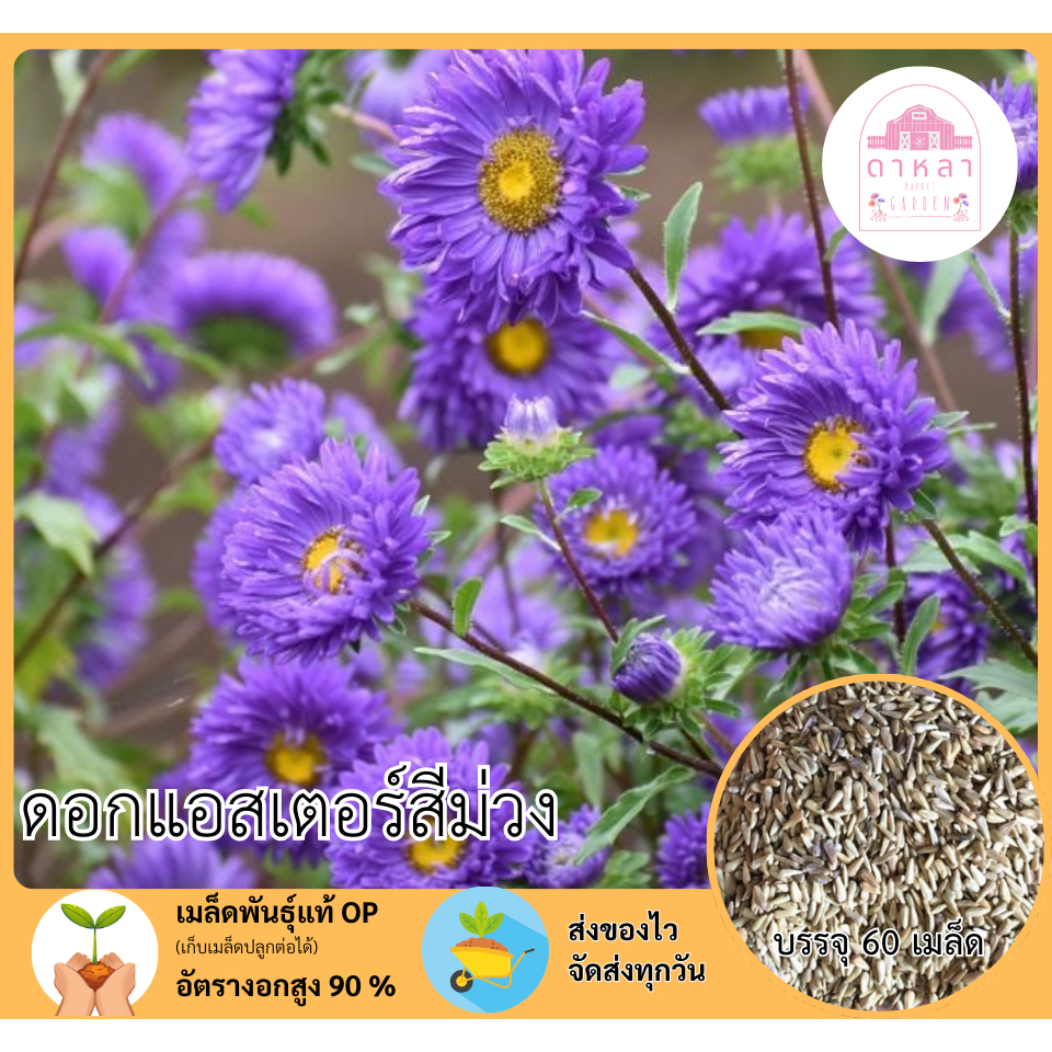 ดอกแอสเตอร์สีม่วง 60 เมล็ด
