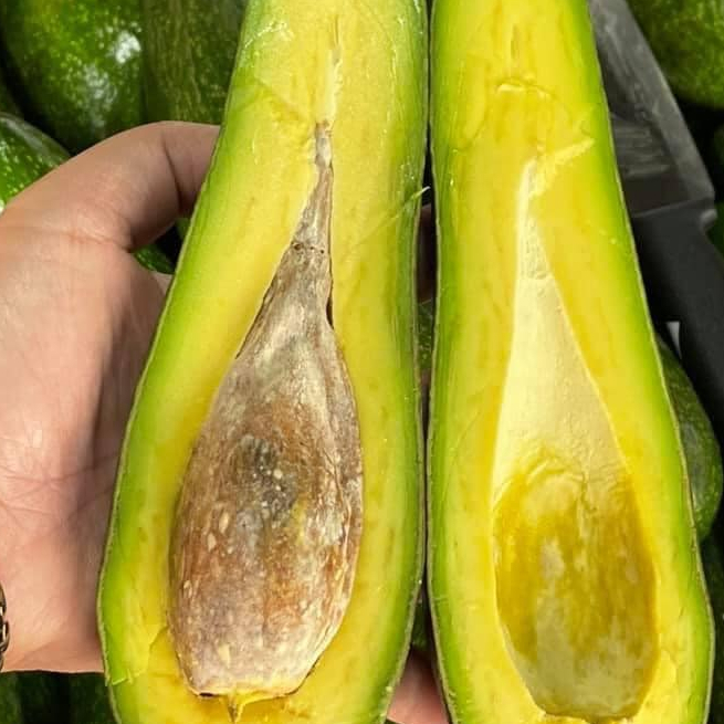 1 ต้นอะโวคาโด พันธุ์ A034 Avocado พันธุ์แท้ ลำต้นสูง 60 ซม ทาบกิ่ง