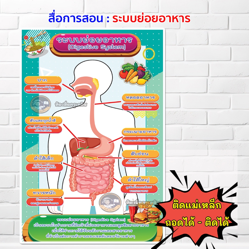 สื่อการสอน ระบบย่อยอาหาร ย่อยอาหาร อวัยวะ ย่อย อาหาร สื่อวิทยาศาสตร์ ไวนิลการศึกษา