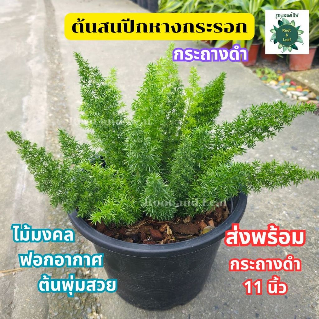 ต้นสนปีกหางกระรอก ส่งพร้อมกระถางดำ ขนาด 11 นิ้ว ไม้ประดับ ไม้มงคล ฟอกอากาศ ต้นพุ่มสวย