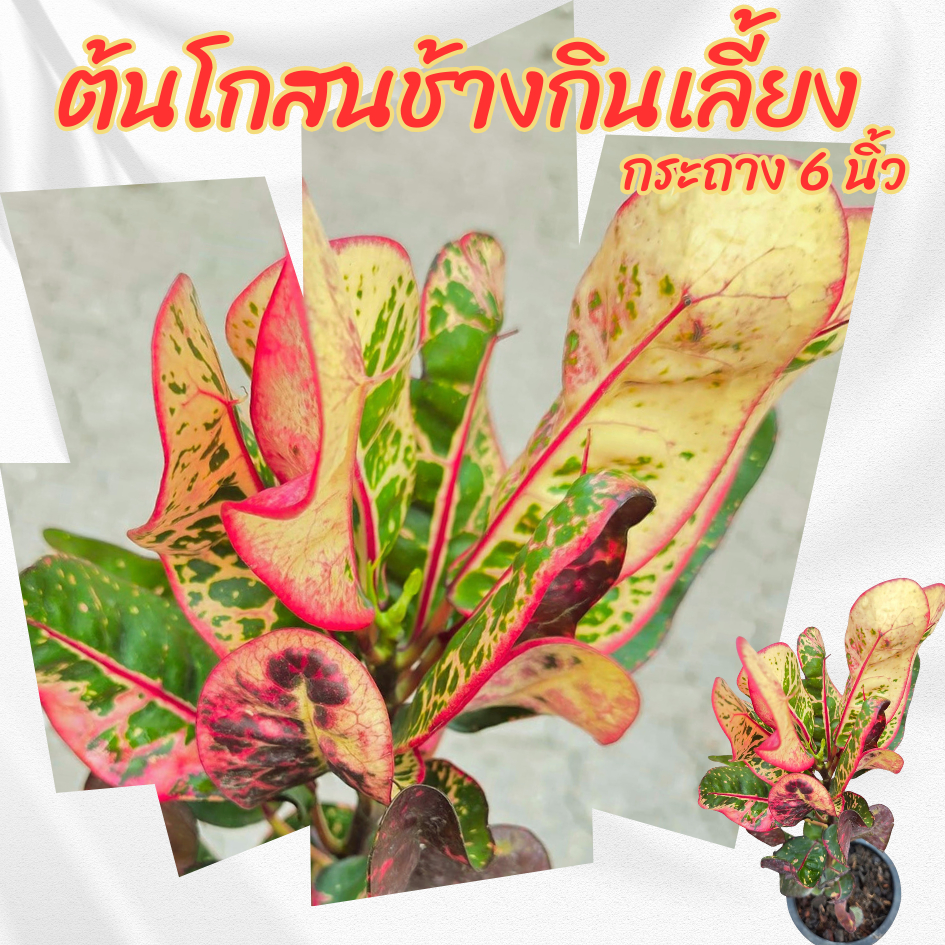 ต้นโกสนช้างกินเลี้ยง กระถาง 6 นิ้ว(ส่งพร้อมกระถาง)(ขั้นต่ำ 2 ต้น)