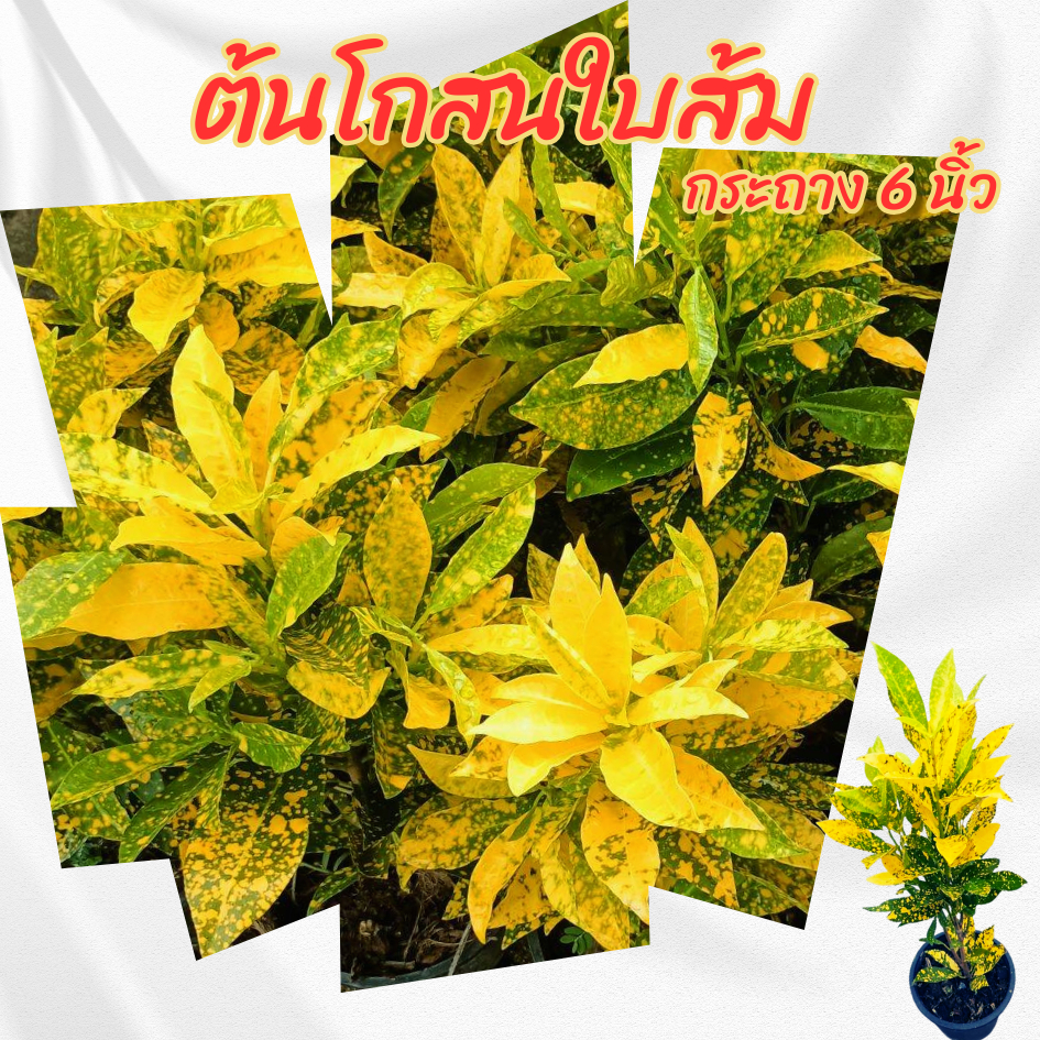 ต้นโกสนใบส้ม กระถาง 6 นิ้ว(ส่งพร้อมกระถาง)