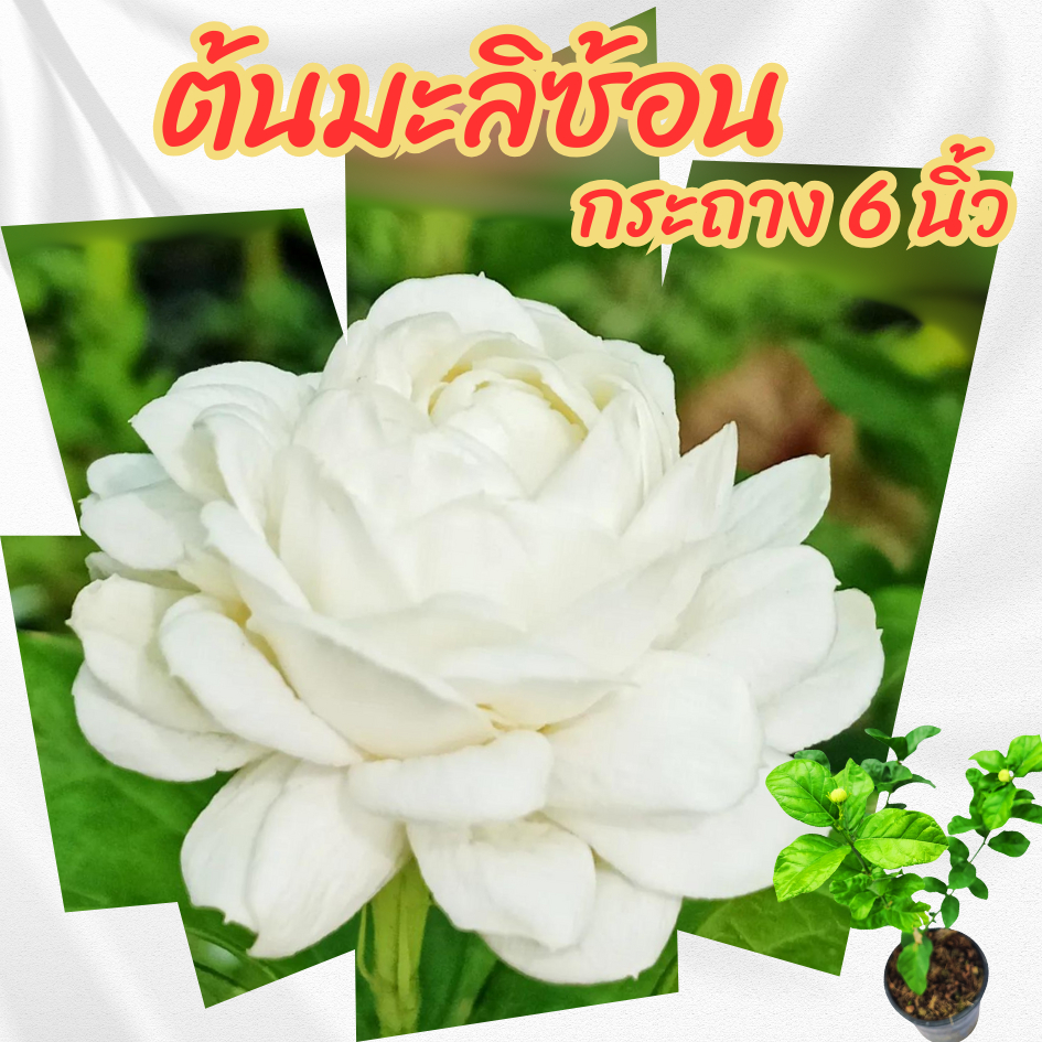 ต้นมะลิซ้อน มะลิดอกซ้อน กระถาง 6 นิ้ว(ส่งพร้อมกระถาง)