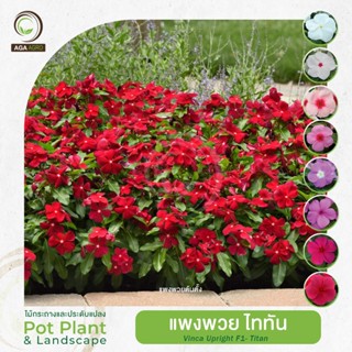 AGA AGRO I แพงพวย ต้นตั้ง 