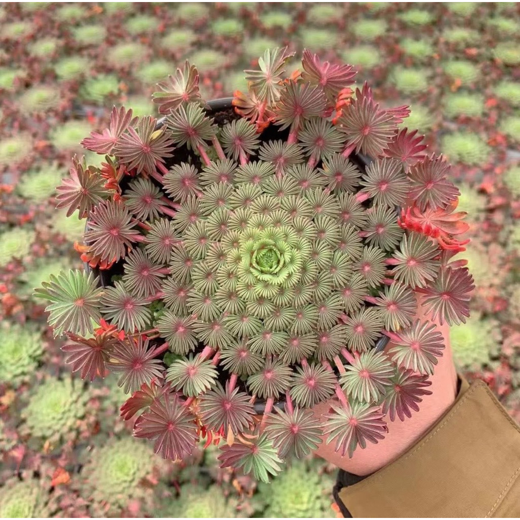 ผีเสื้อราตรี Oxalis palmifrons