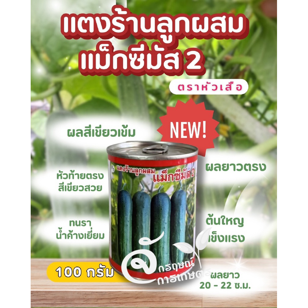 แตงร้านแม็กซีมัส2🥒ผลสีเขียวดำติดผลดกลูกสวยผลยาว19-22ซม‼️ขนาด100กรัม