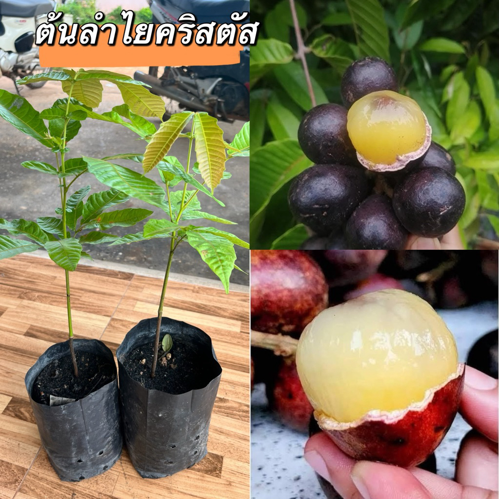 ต้นลำไยคริสตัลต้นพันธุ์สูง30เซนต้นสวยๆๆพร้อมส่งจ้า