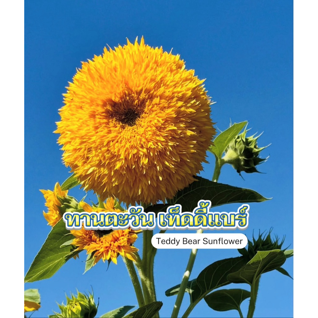 เมล็ดพันธุ์ ทานตะวันเท็ดดี้ Teddy Bear Sunflower 30-60 เมล็ด เมล็ดพันธุ์นำเข้า อัตราการงอก 95 % [บ้านฉันปลูกเคล]