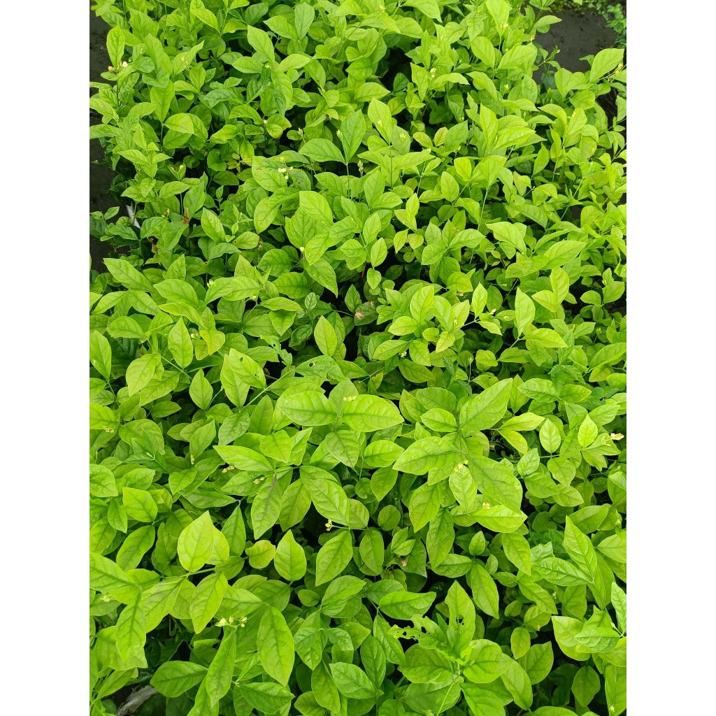 ต้นดอกมะลิร้อยมาลัย 1 ต้น 1 ถุงดำ กลิ่นหอมสูงประมาณ 20-30 ซม - รูปที่ 2