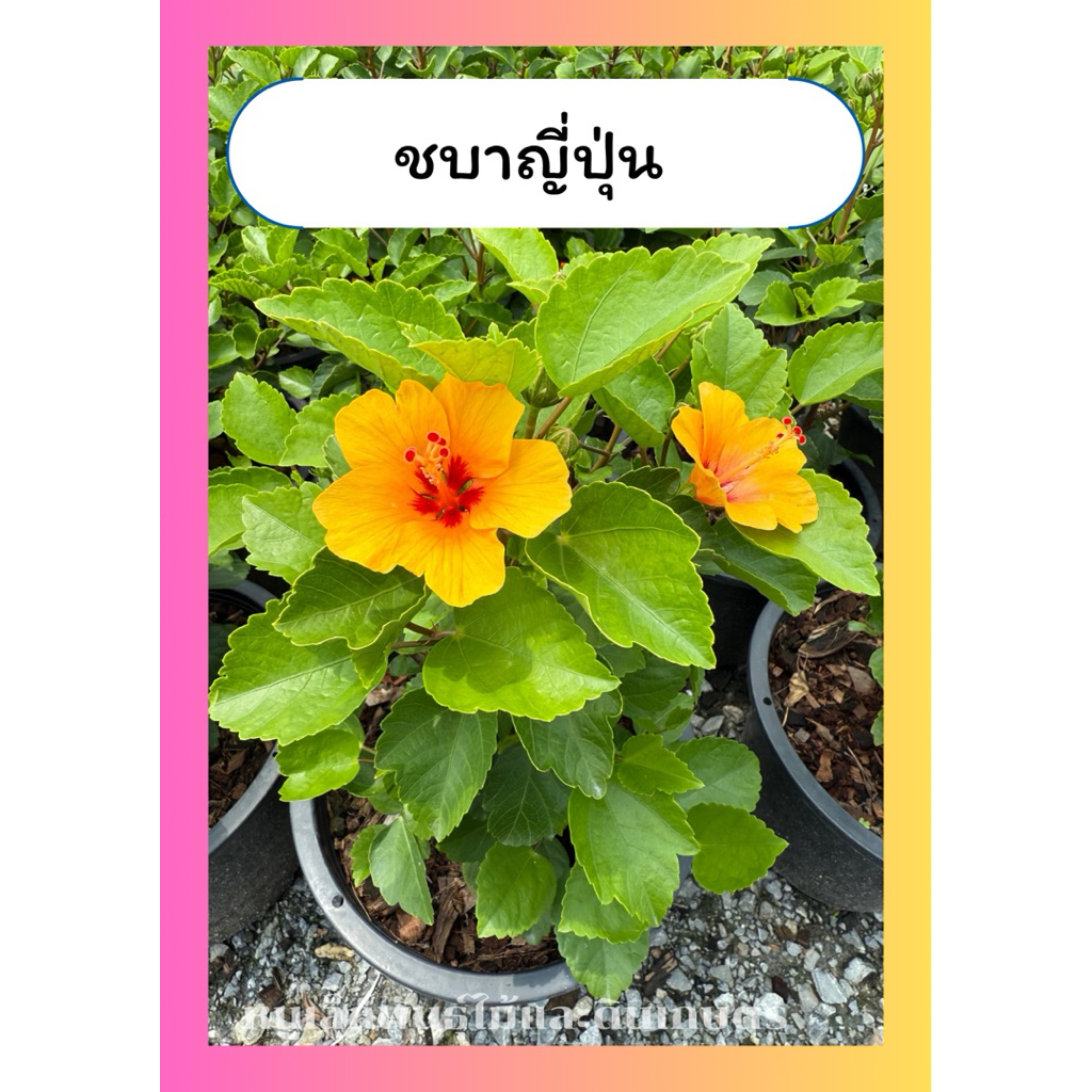 ต้นชบาญี่ปุ่น ชบาแคระ ดอกส้ม ออกดอกดก ไม้พุ่ม ทนแดด กระถาง10นิ้ว