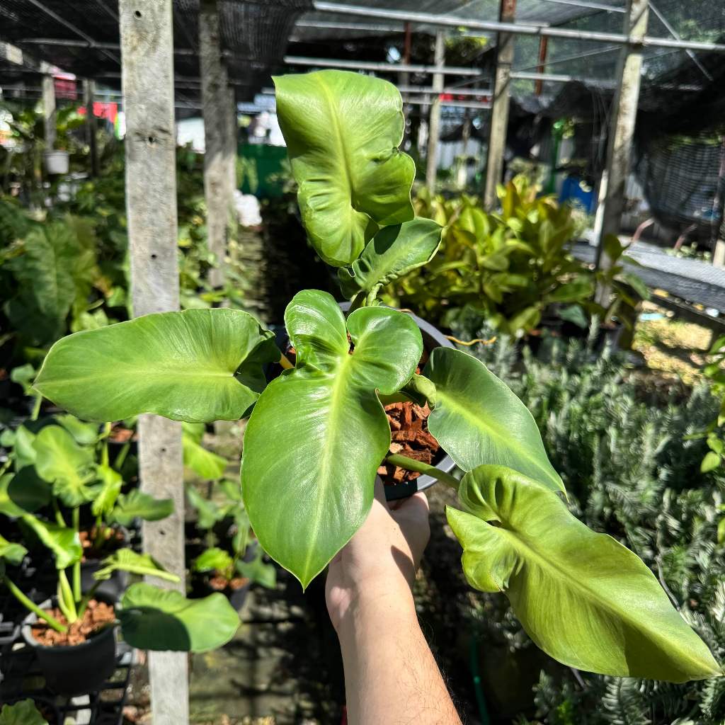 Philodendron Rugosum ฟิโลหนังหมู ฟิโลเดนดรอน