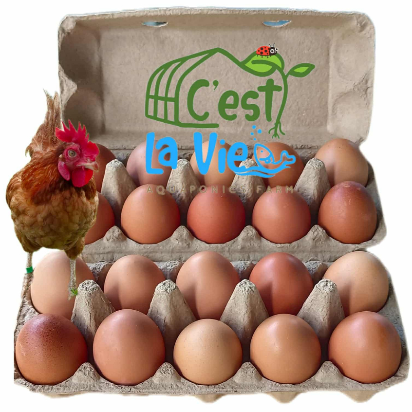 ไข่ไก่ปล่อยอิสระ Free Range Eggs ปลอดสาร สดใหม่จากฟาร์ม อร่อยไข่แดงมันนัว (20 ฟอง/20 eggs)คละไซส์