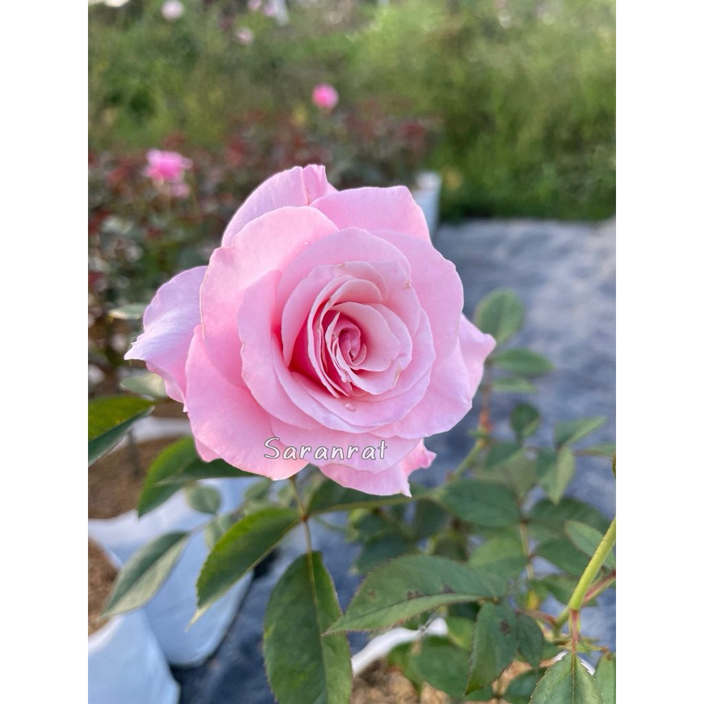 กุหลาบอาวเออร์ เลดี้ ออฟ กัวดาลูป(Our Lady of Guadalupe) สีชมพูดอกดก ออกดอกตลอดทั้งปี