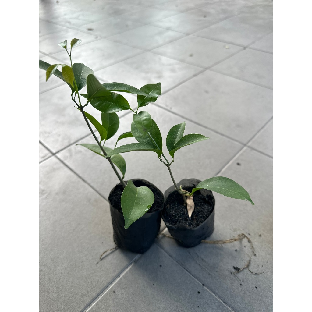 ต้นกระเทียมเถา (ถุงเล็ก) ไม้เลื้อย ร้านต้นไม้ Patsorntree - รูปที่ 4