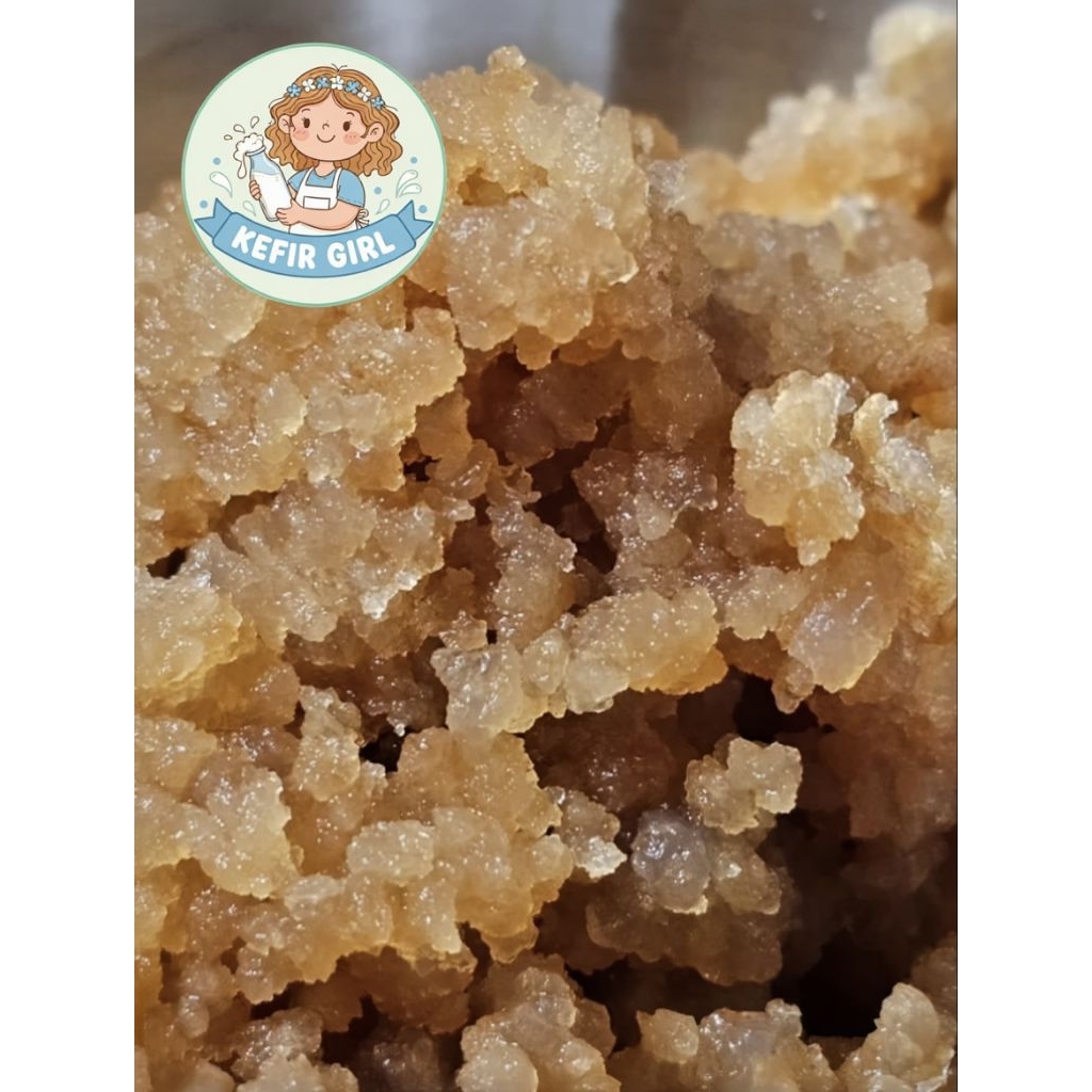 Water Kefir grains 20g (Tibicos grains) เม็ดคีเฟอร์น้ำ 
