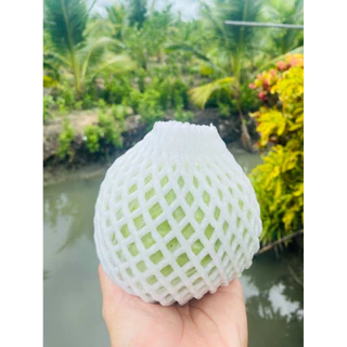 ฝรั่งแป้นสีทอง เก็บสดจากต้น 1 กิโล