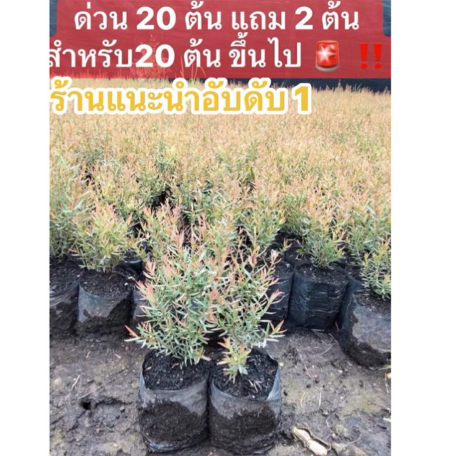 ต้นสนหอม  สนหอม (ส่งฟรีทักแชท)  ต้นสนหอมไล่ยุง รอบนี้ 10-15 ซม. (อ่านรายละเอียดข้างล่างก่อนสั่งซื้อ)