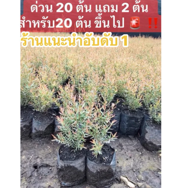 ต้นสนหอม สนหอม (ส่งฟรีทักแชท) ต้นสนหอมไล่ยุง รอบนี้ 10-15 ซม. (อ่านรายละเอียดข้างล่างก่อนสั่งซื้อ)