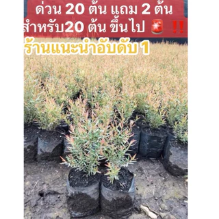 ต้นสนหอม สนหอม (ส่งฟรีทักแชท) ต้นสนหอมไล่ยุง รอบนี้ 10-15 ซม. (อ่านรายละเอียดข้างล่างก่อนสั่งซื้อ)