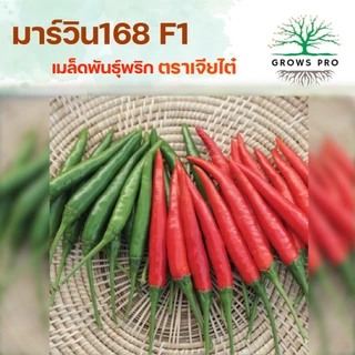 GrowsPro เมล็ดพริกพันธุ์ผสม เจียไต๋ มาร์วิน168 ขนาด 1000 เมล็ด พริกฝน ขนาด 10-12 ซม. ปลูกได้ทุกฤดู