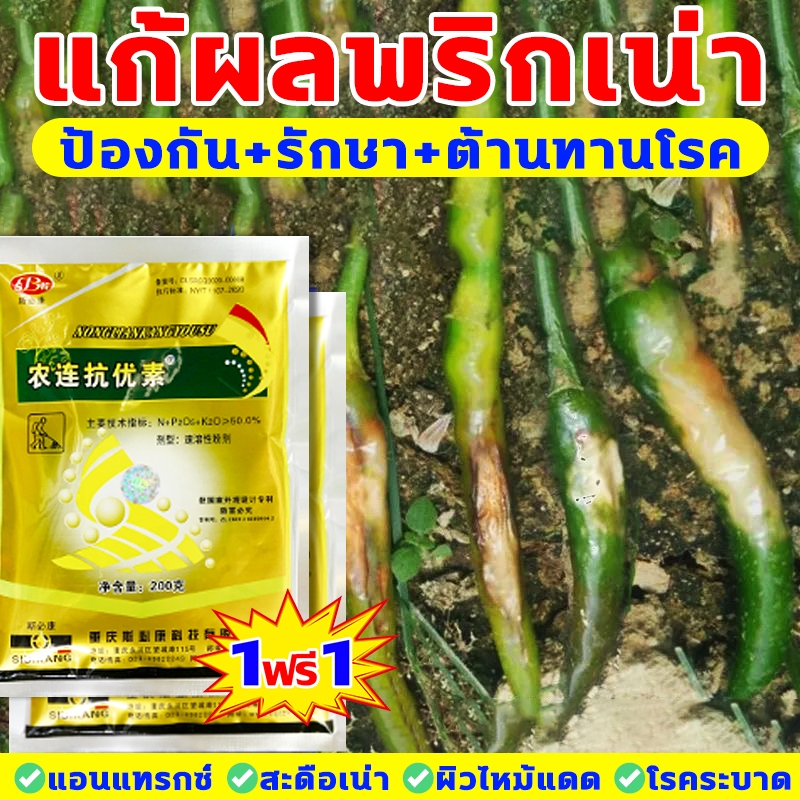 ยาฉีดพริก1ฟรี1 วัคซีนพืชป้องกันโรคพริกเน่า โรคกุ้งแห้ง ผลเน่า โคนเน่า ใบหยิก ใบเหลือง โรคพริก เชื้อรา เชื่อไวรัส