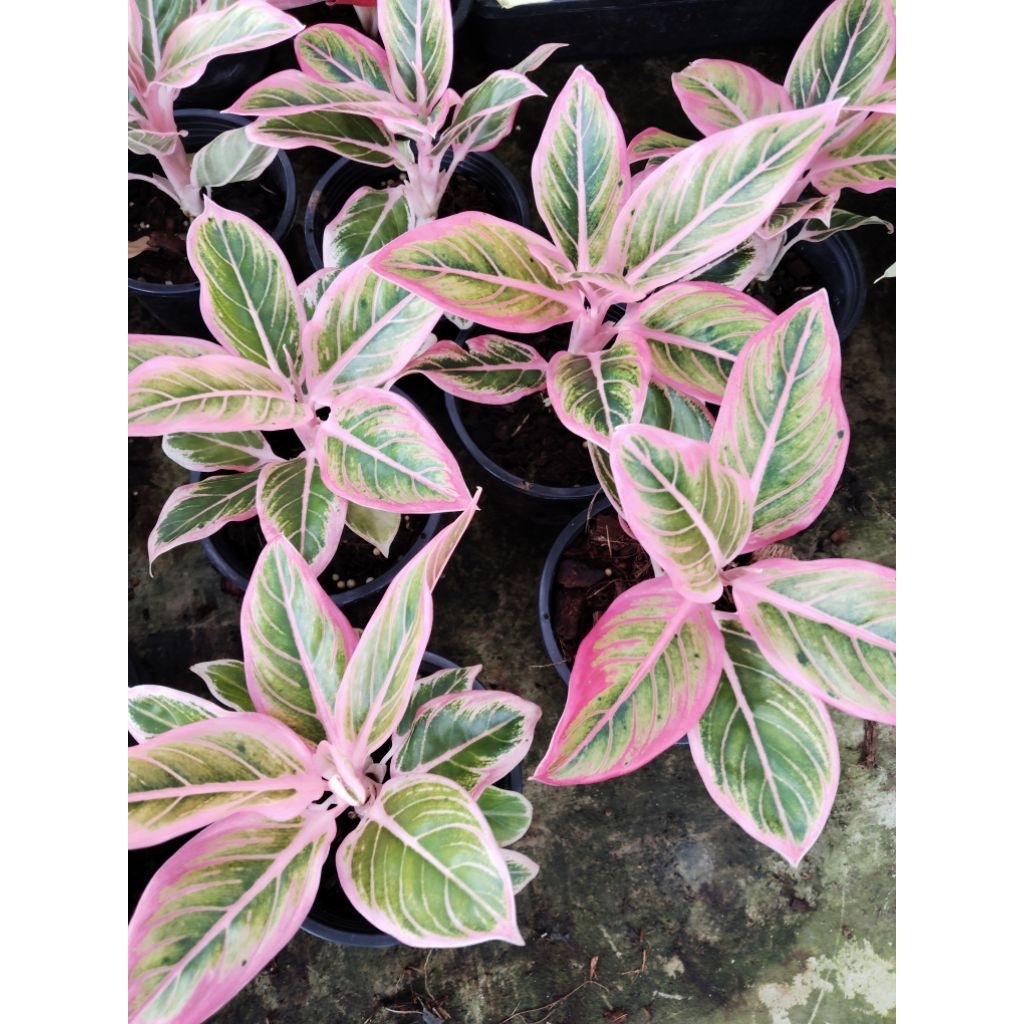 อโกลนีมาโลตัสดีไลท์ (Aglaonema Lotus Delight