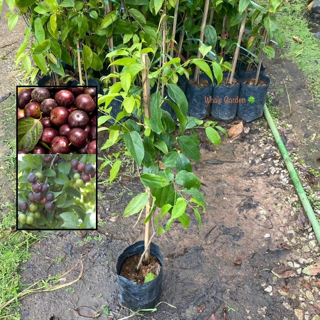 ต้นตะขบยักษ์ ตะขบยักษ์ใบแหล่ม ไร้หนาม (Flacourtia Indica) กิ่งตอน ไม้ป่า หายาก (รับประกันส่งใหม่ฟรี หากสินค้าเเสียหาย!!)