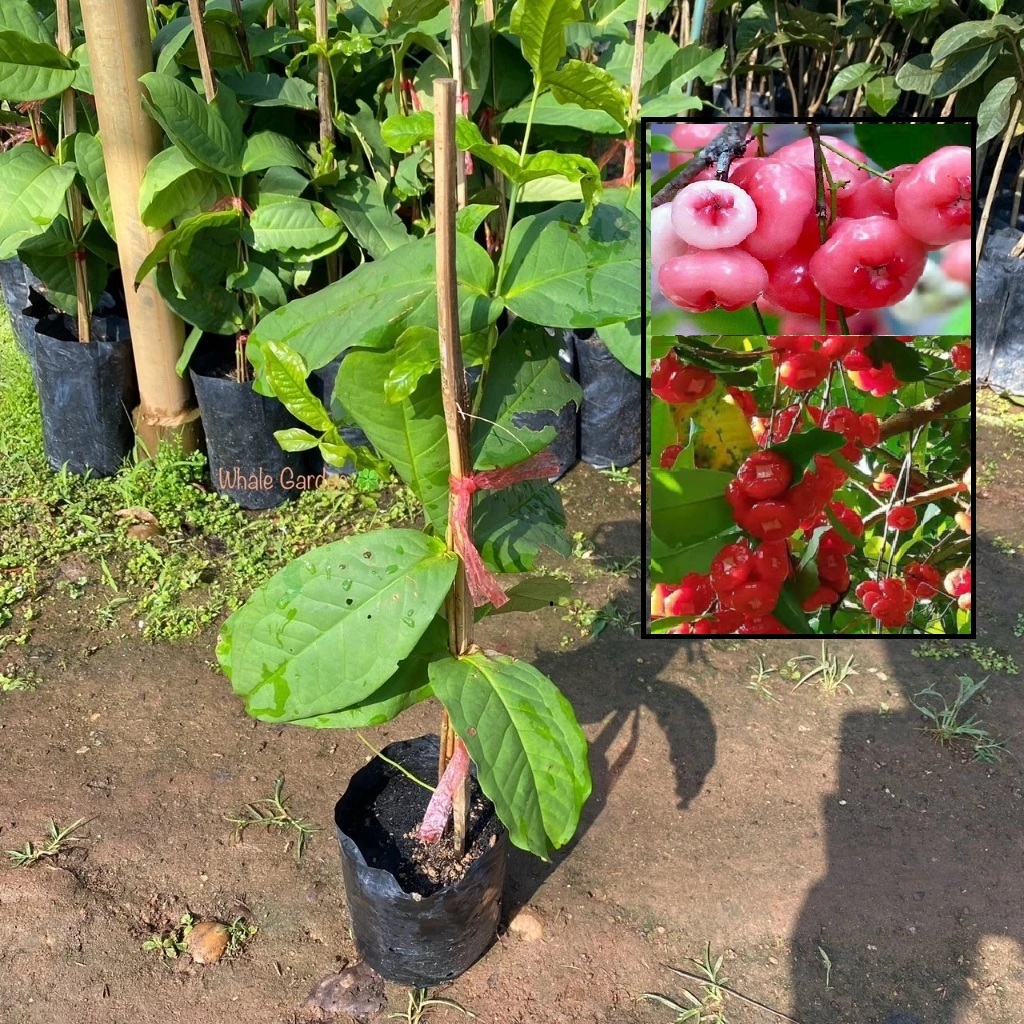 ต้นชมพู่พลาสติก ชมพู่พลาสติกสีขาว ชมพู่แก้ว กิ่งตอน (White Rose Apple) ผลไม้รสหวาน มีกลิ่นหอม (รับประกันสินค้า)