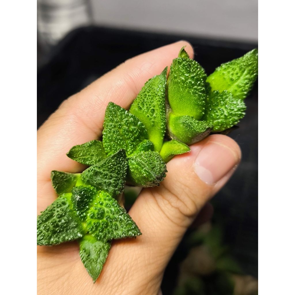 Ariocarpus godzilla x godzilla ไม้เมล็ด 1.5-2ซม.