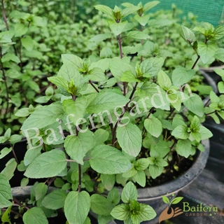 ต้นกล้าช็อกโกแลตมิ้นท์ (Chocolate mint) สมุนไพรฝรั่ง เลี้ยงง่ายโตไว