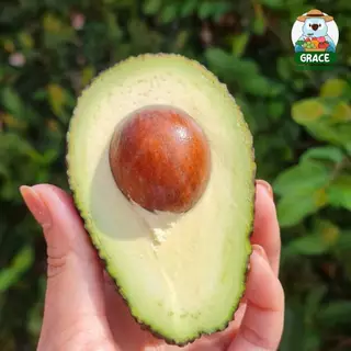 แฮสอะโวคาโด 🥑 เนื้อครีมมี่ นำเข้าจากนิวซีแลนด์