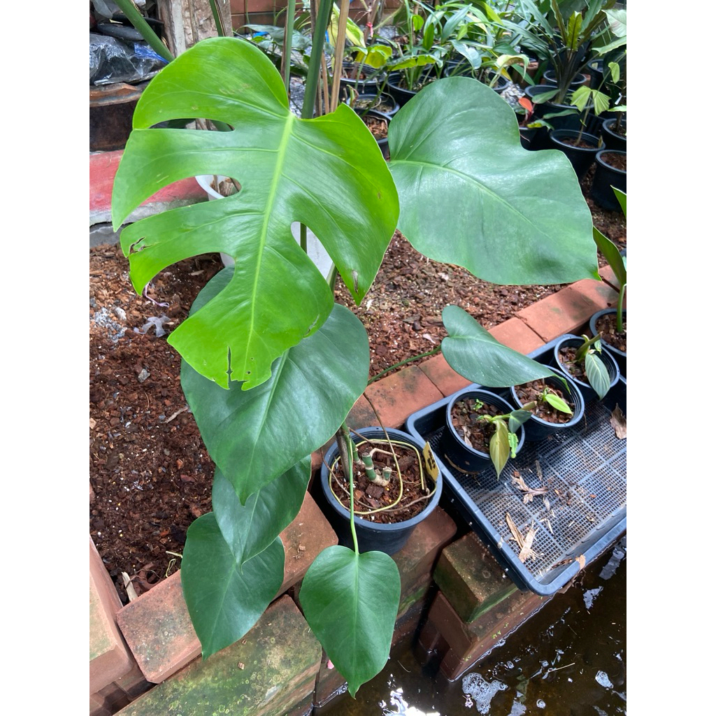 มอนสเตร่าอัลโบ้ (หลุดเขียว) Monstera Borsigiana Albo เป็นไม้วางข้อ จากต้นด่างน้อย