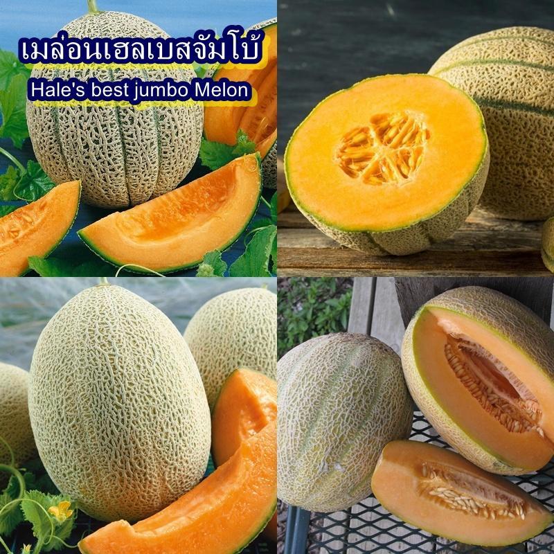 18 เมล็ด เมล็ดเมล่อนเฮลเบสจัมโบ้ (ปลูกง่าย รสชาติหวานหอม เนื้อสีเหลือมอมส้ม เปลือกตาข่ายสีเหลือง ผิวมีริ้ว ผลใหญ่)