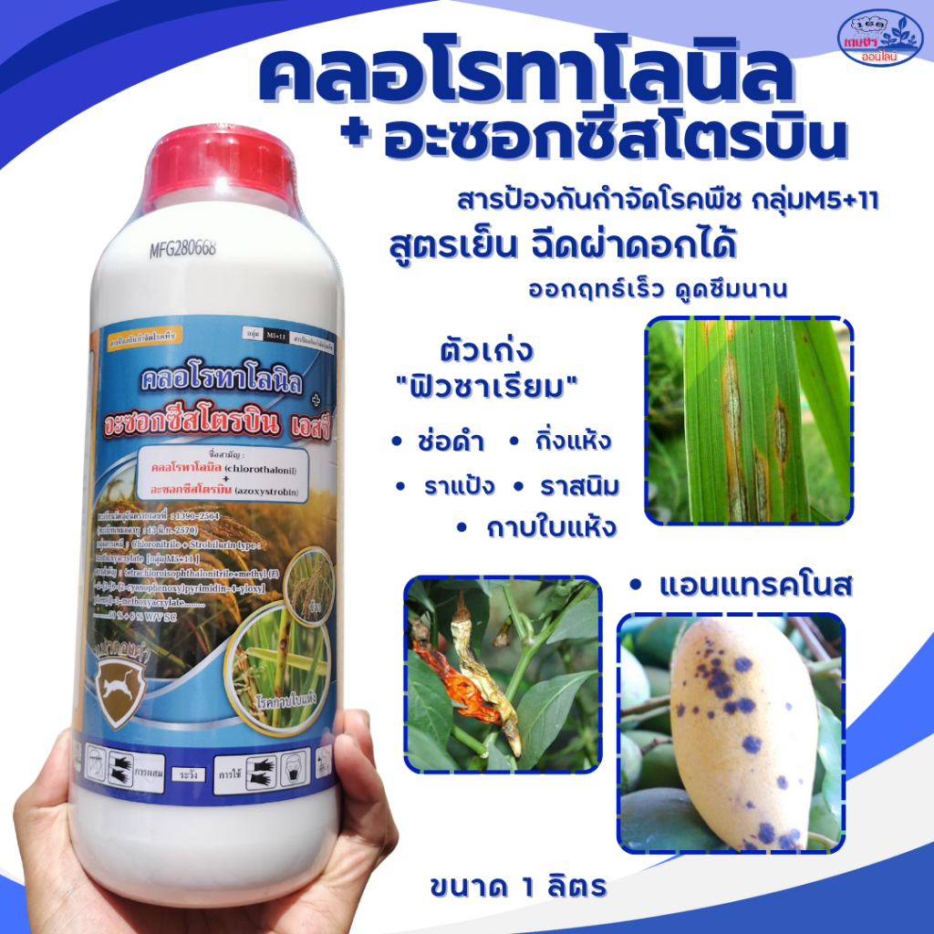 คลอโรทาโลนิล+อะซอกซีสโตรบิน 2พลังบวก ขนาด1ลิตร ตัวเก่ง ฟิวซาเรียม ไฟทอปธอร่า ผลเน่า แอนแทรคโนส เมล็ด่าง เน่าคอรวง