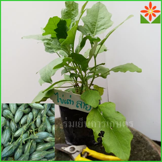 ต้นมะเขือไข่เต่า ผลสีลาย ส่งพร้อมถุงเพาะ 5.5นิ้ว ต้นมะเขือ ต้นมะเขือไข่เต่าลาย