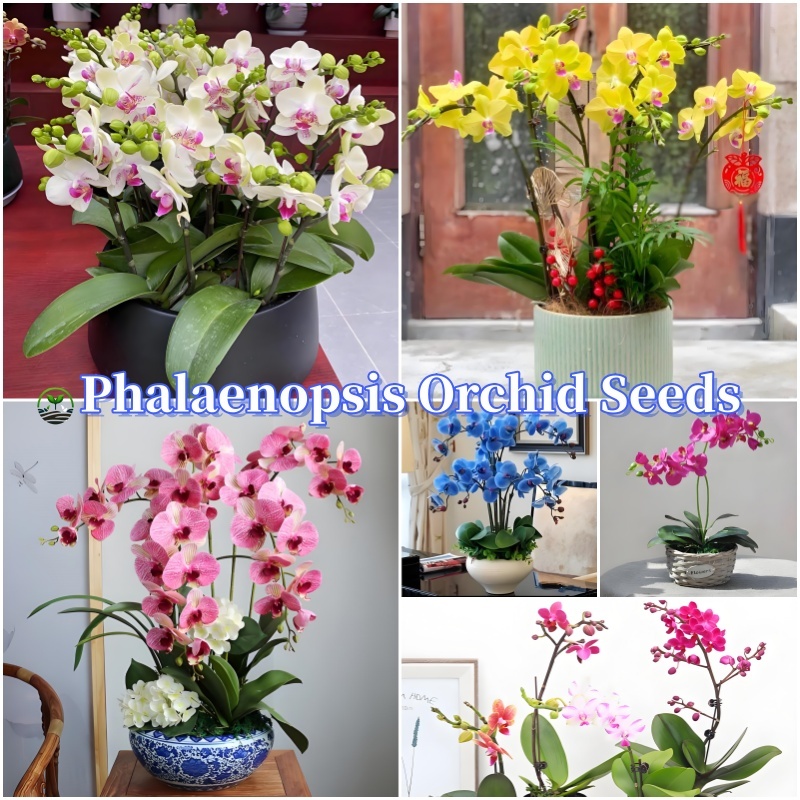 Mixcolor Phalaenopsis Orchid Seeds (50 ชิ้น/ถุง) Flower Seeds for Planting plant seeds เมล็ดดอกไม้ บ