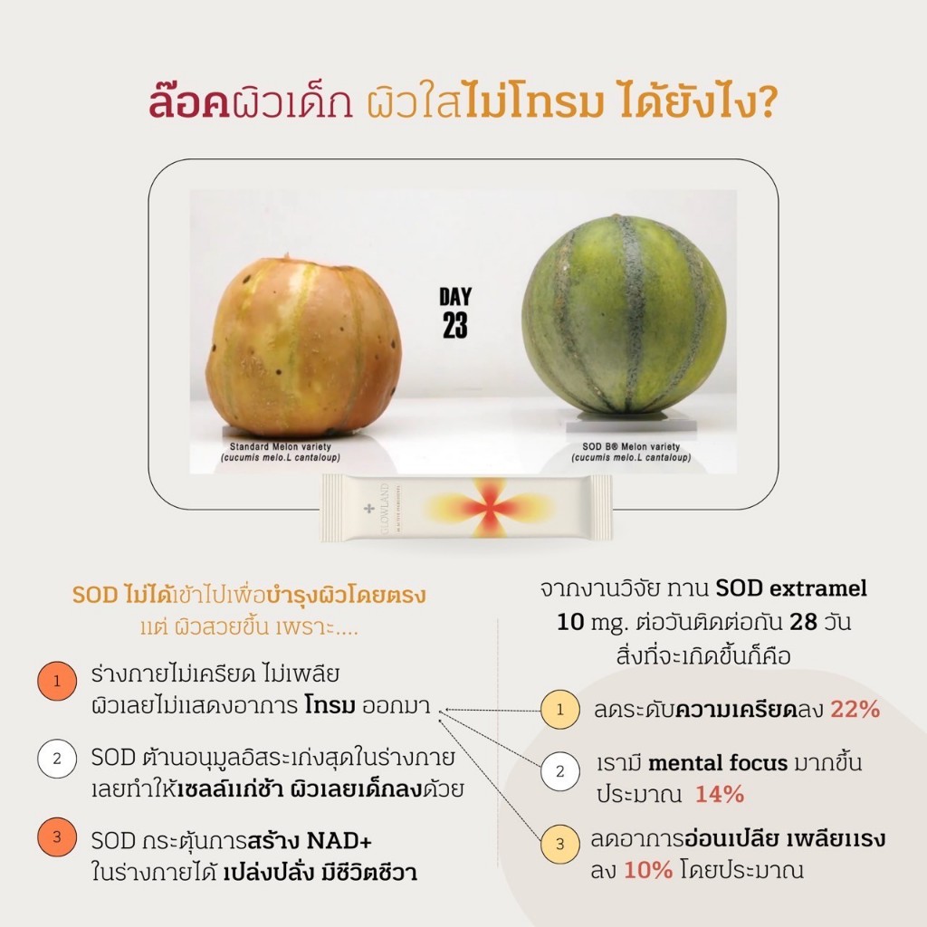 Glowland สูตรใหม่ กล่องใหญ่ [พร้อมส่ง] วิตามินบำรุงผิว วิตามินอาหารผิว millimolie โกลว์แลน - รูปที่ 4