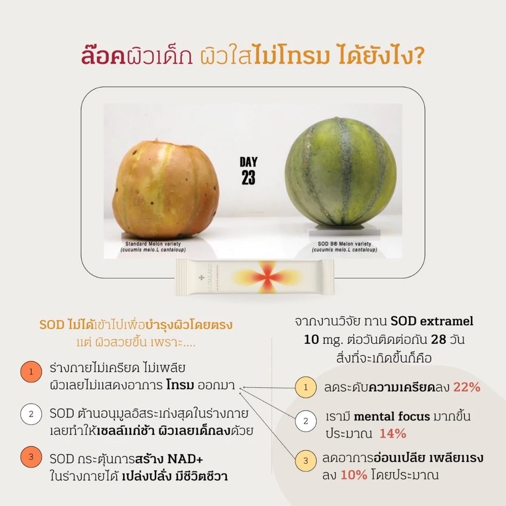[พร้อมส่ง60สารสกัด] Glowland สูตรใหม่ Multi PRO+ วิตามินผิว วิตามินกันเเดด ผิวออร่า ลดหมองคล้ำ อาหารผิว thumbnail 7