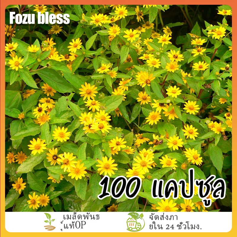 เมล็ดพันธุ์ ดอก กระดุมทอง (Melampodium paludosum Seed) 100 เมล็ด อัตราการงอกสูง เมล็ดพันธุ์ ดอกไม้