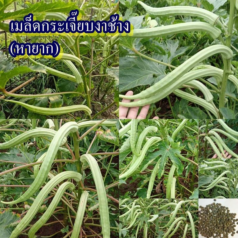 20 เมล็ด เมล็ดกระเจี๊ยบงาช้าง (หายาก ปลูกง่าย เมล็ดขยายพันธุ์ต่อได้ ฝักยาวตรงสีขาวคล้ายงาช้าง ผลยาว 10-12 ซม. ออกฝักดก)
