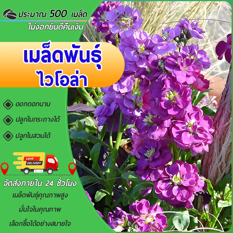 500 เมล็ด เมล็ดพันธุ์ไวโอล่า  ดอกหน้าแมวสายพันธุ์ที่ทานดอกได้ - Viola