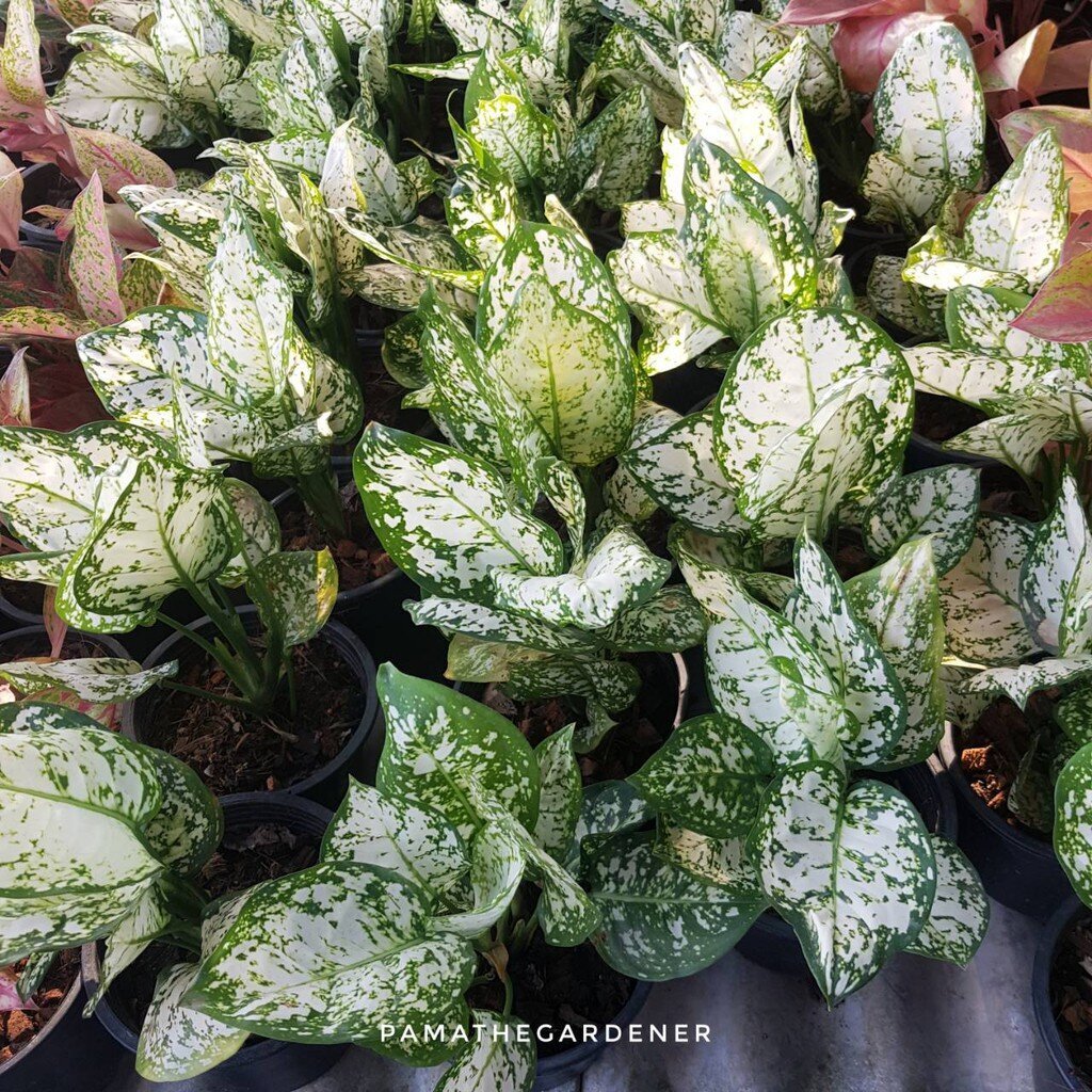 มุมมอง 3